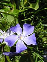 Pervenche (08) (Photo F. Mrugala)